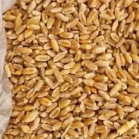 گندم فرانسوی پاکوتاه
