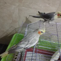 عروس هلندی،طوطی|پرنده|آبپخش, |دیوار