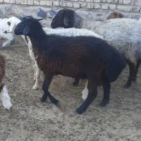 بره نر|حیوانات مزرعه|مرودشت, ثبت احوال|دیوار