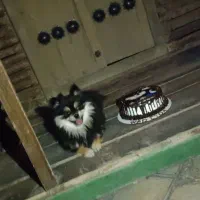 پامر اصل، سگ پامرانین|سگ|اصفهان, رسالت|دیوار