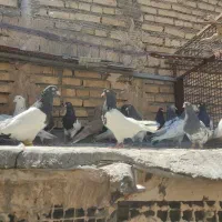کبوتر رنگی کله سینه
