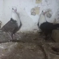 کبوتر کلاغ کاکلی پاک و کلاغ کربلایی|پرنده|گلبهار, شهر جدید گلبهار|دیوار