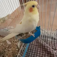 فروش عروس هلندی