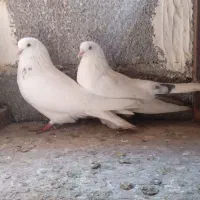 کبوتر تکپریکجایی|پرنده|گمیشان, |دیوار