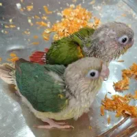 جوجه گرینچیک سرلاکی