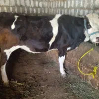 گاو سمینتال ۷ ماه آبستن با برگه تلقین