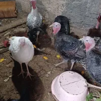 فروش تعدادی بوقلمون|حیوانات مزرعه|جغتای, |دیوار