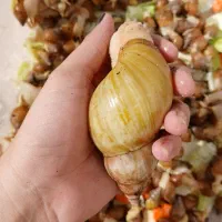 حلزون اچاتینا|خزنده|کاشمر, |دیوار