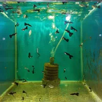 سالن فروش انواع ماهی و آکواریوم|ماهی|پرند, فاز ۵|دیوار