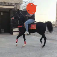 اسب نریون سواری دار