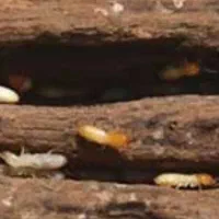 سمپاشی تضمینی|خدمات نظافت|ایلام, |دیوار