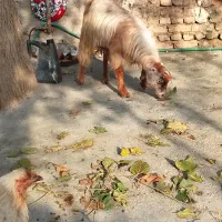 بزغاله نروماده چاق برای کشتن عالی|حیوانات مزرعه|سرخنکلاته, |دیوار