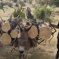 الاغ نر