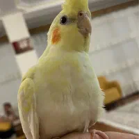 عروس گمشده