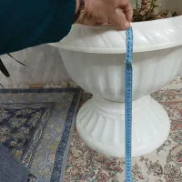 گل پاندانوس بسیار زیبا|گل و گیاه طبیعی|بوژگان, |دیوار