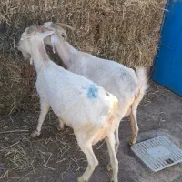 بز سانن اصل