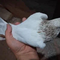 فروش کبوتر|پرنده|یاسوج, |دیوار