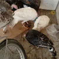 تعدادی بوقلمون نر،ماده،مرغ تخم گذار