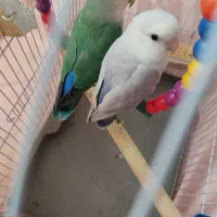 یک جفت طوطی برزیلی بسیار باهوش فقط پیامک