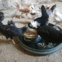 تعدادی مرغ وخروس زینتی|حیوانات مزرعه|یزد, |دیوار