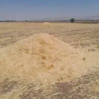 کاه گندم دیم وآبی بادستگاه نیهولند
