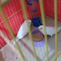 یه جفت مرغ عشق خوش رنگ تخم گذار|پرنده|شیراز, کرونی(خاتونک)|دیوار