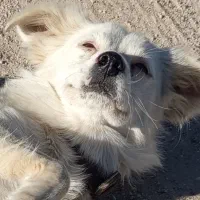 سگ فروشی|سگ|یاسوج, |دیوار