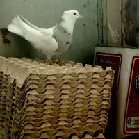 کبوتر پرشی|پرنده|قم, ولیعصر|دیوار