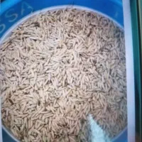 بذر آماده به نشا