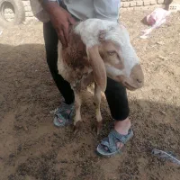 بره نر
