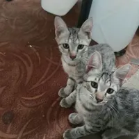 واگذاری گربه