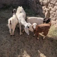 بزاوست بادوکره ماده ویک کره نر|حیوانات مزرعه|گنبکی, |دیوار