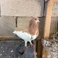 جفت شهری|پرنده|شیراز, ارم|دیوار