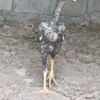 لاری اوشامو