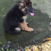 سگ ژرمن شولاین نژاد دار