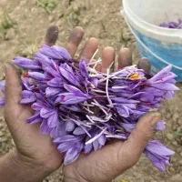 برداشت 20 کیلو زعفران خشک در هکتار با هیومیک اسید