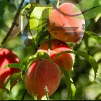 خدمات کشاورزی و باغداری|خدمات باغبانی و درختکاری|سامان, |دیوار