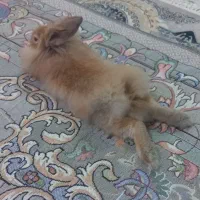 خرگوش لوپ .بازیگوش..همراه قفس