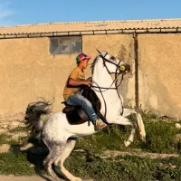 اسب مادیان