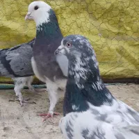 کفتر خارجی کبوتر اصیل پرش|پرنده|رودهن, |دیوار