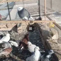 کفتر تهرانی