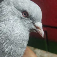 کفتر پاکستانی سایتی کمنگر