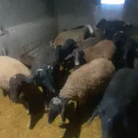 میش بره دار و آبستن جوان|حیوانات مزرعه|تهران, میدان میوه و تره‌بار مرکزی|دیوار