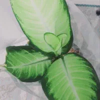 گل گیاه|گل و گیاه طبیعی|رباط‌کریم, شهرک والفجر|دیوار