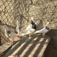 طوقی|پرنده|شبانکاره, |دیوار