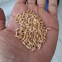 خرید فروش گندم وجو وانواع حبوبات و کود