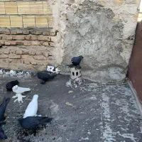 کفتر قره|پرنده|تبریز, |دیوار