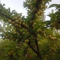 باغ دراطراف مرند 10باتمان