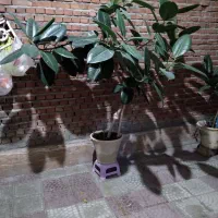 گل فیکوس|گل و گیاه طبیعی|آذرشهر, |دیوار