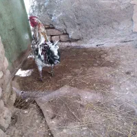 خروس گلین فعال